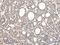 VPS37D antibody, PA5-51162, Invitrogen Antibodies, Immunohistochemistry paraffin image 