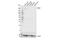 ATP Binding Cassette Subfamily A Member 7 antibody, 31954S, Cell Signaling Technology, Western Blot image 
