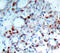 BCL2 Like 11 antibody, abx000361, Abbexa, Immunohistochemistry paraffin image 