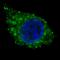 Aldehyde Dehydrogenase 1 Family Member A1 antibody, LS-B10149, Lifespan Biosciences, Immunofluorescence image 