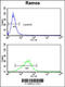 40S ribosomal protein S9 antibody, 62-362, ProSci, Flow Cytometry image 