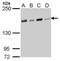 Tonsoku-like protein antibody, GTX629395, GeneTex, Western Blot image 