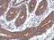 Cilia And Flagella Associated Protein 100 antibody, GTX106700, GeneTex, Immunohistochemistry paraffin image 