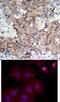 ERBB2 antibody, 79-139, ProSci, Immunohistochemistry frozen image 