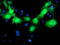 MVP antibody, M02465, Boster Biological Technology, Immunofluorescence image 