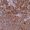 PZP Alpha-2-Macroglobulin Like antibody, NBP1-85490, Novus Biologicals, Immunohistochemistry frozen image 