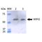 WD repeat domain phosphoinositide-interacting protein 2 antibody, LS-C776203, Lifespan Biosciences, Western Blot image 