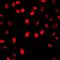 Minichromosome Maintenance Complex Component 7 antibody, LS-C667768, Lifespan Biosciences, Immunofluorescence image 