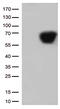 CD5 Molecule antibody, CF802406, Origene, Western Blot image 