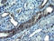 Vascular Endothelial Growth Factor B antibody, LS-C788501, Lifespan Biosciences, Immunohistochemistry frozen image 