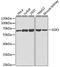Serum/Glucocorticoid Regulated Kinase 1 antibody, A1025, ABclonal Technology, Western Blot image 