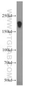 LIF Receptor Subunit Alpha antibody, 22779-1-AP, Proteintech Group, Western Blot image 