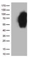 CD86 antibody, TA813080S, Origene, Western Blot image 