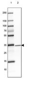Glycerophosphodiester Phosphodiesterase Domain Containing 3 antibody, NBP1-81082, Novus Biologicals, Western Blot image 