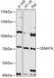 Semaphorin 7A (John Milton Hagen Blood Group) antibody, 14-235, ProSci, Western Blot image 