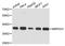 Mitochondrial Ribosomal Protein S31 antibody, LS-C747991, Lifespan Biosciences, Western Blot image 