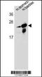 RAB25, Member RAS Oncogene Family antibody, 58-205, ProSci, Western Blot image 