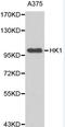 Hexokinase 1 antibody, LS-C192326, Lifespan Biosciences, Western Blot image 