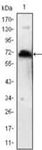 Kelch Like Family Member 1 antibody, abx011663, Abbexa, Enzyme Linked Immunosorbent Assay image 