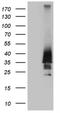 Homeobox D4 antibody, NBP2-46001, Novus Biologicals, Western Blot image 
