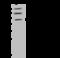 Notchless Homolog 1 antibody, 203675-T40, Sino Biological, Western Blot image 