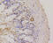 Integrin Subunit Alpha 6 antibody, 13-860, ProSci, Immunohistochemistry paraffin image 