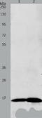 Luteinizing Hormone Beta Polypeptide antibody, TA323537, Origene, Western Blot image 