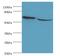 Syntaxin Binding Protein 3 antibody, MBS1495840, MyBioSource, Western Blot image 