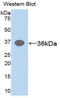 Arginase 1 antibody, LS-C302893, Lifespan Biosciences, Western Blot image 