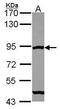 MRE11 Homolog, Double Strand Break Repair Nuclease antibody, PA5-31262, Invitrogen Antibodies, Western Blot image 