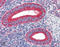 Calreticulin antibody, ADI-SPA-601-F, Enzo Life Sciences, Immunohistochemistry paraffin image 