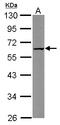 Caspase recruitment domain-containing protein 8 antibody, LS-C155193, Lifespan Biosciences, Western Blot image 