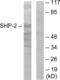 Protein Tyrosine Phosphatase Non-Receptor Type 11 antibody, LS-B12515, Lifespan Biosciences, Western Blot image 