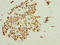 BTB Domain Containing 6 antibody, LS-C211826, Lifespan Biosciences, Immunohistochemistry paraffin image 