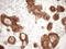 Matrix Gla Protein antibody, LS-C798317, Lifespan Biosciences, Immunohistochemistry paraffin image 