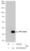 Protein Phosphatase 2 Catalytic Subunit Alpha antibody, GTX106334, GeneTex, Immunoprecipitation image 