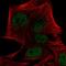 PR/SET Domain 4 antibody, HPA067437, Atlas Antibodies, Immunofluorescence image 