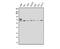 MAX Network Transcriptional Repressor antibody, A03357-3, Boster Biological Technology, Western Blot image 