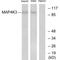Mitogen-Activated Protein Kinase Kinase Kinase Kinase 3 antibody, A07188, Boster Biological Technology, Western Blot image 