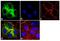 T-box transcription factor TBX3 antibody, 42-4800, Invitrogen Antibodies, Immunofluorescence image 