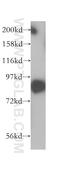 Exocyst Complex Component 3 antibody, 14703-1-AP, Proteintech Group, Western Blot image 
