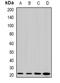 Lens Intrinsic Membrane Protein 2 antibody, abx141440, Abbexa, Western Blot image 