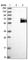 Interleukin 1 Receptor Type 2 antibody, HPA027598, Atlas Antibodies, Western Blot image 