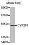 Cytochrome P450 Family 2 Subfamily F Member 1 antibody, abx002340, Abbexa, Western Blot image 