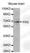 Paxillin antibody, A0395, ABclonal Technology, Western Blot image 