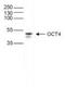 POU Class 5 Homeobox 1 antibody, NBP2-59164, Novus Biologicals, Western Blot image 