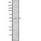 HtrA Serine Peptidase 2 antibody, abx216095, Abbexa, Western Blot image 