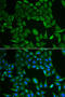 Colipase antibody, STJ28447, St John