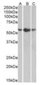 TNF Receptor Superfamily Member 1A antibody, orb12373, Biorbyt, Western Blot image 