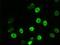 Alpha-actinin-1 antibody, NBP1-48251, Novus Biologicals, Immunofluorescence image 